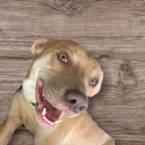Finnegan, Young Male Labrador Retriever