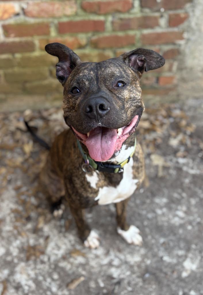 Andre. Needs foster or adopter