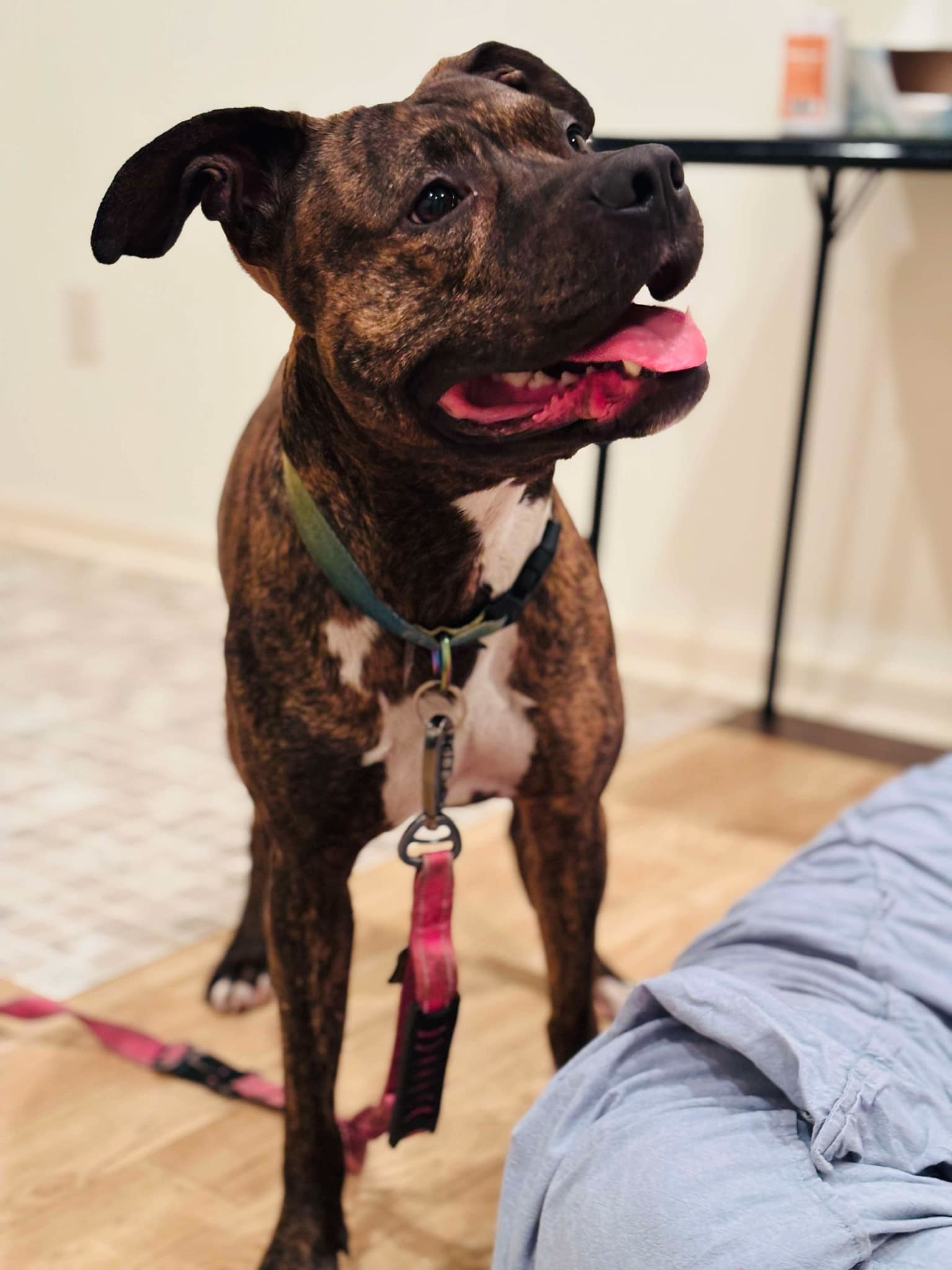 Andre. Needs foster or adopter