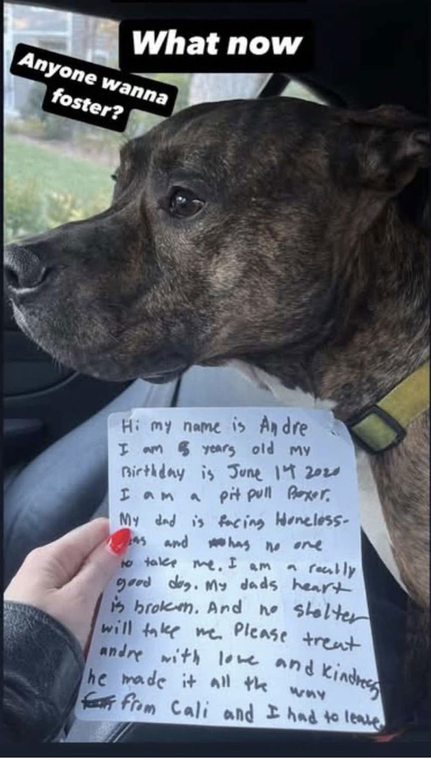Andre. Needs foster or adopter