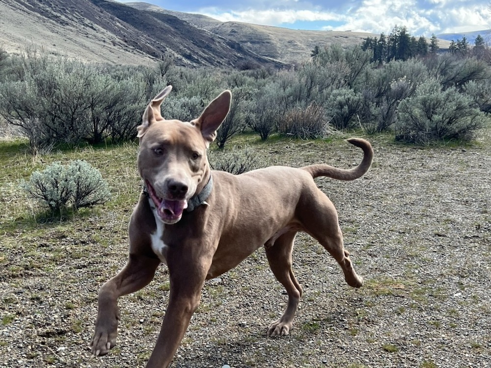 Dodge, an adoptable Doberman Pinscher, American Staffordshire Terrier in Cle Elum, WA, 98922 | Photo Image 1