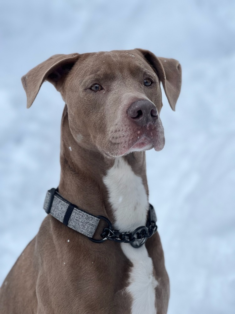 Dodge, an adoptable Doberman Pinscher, American Staffordshire Terrier in Cle Elum, WA, 98922 | Photo Image 2