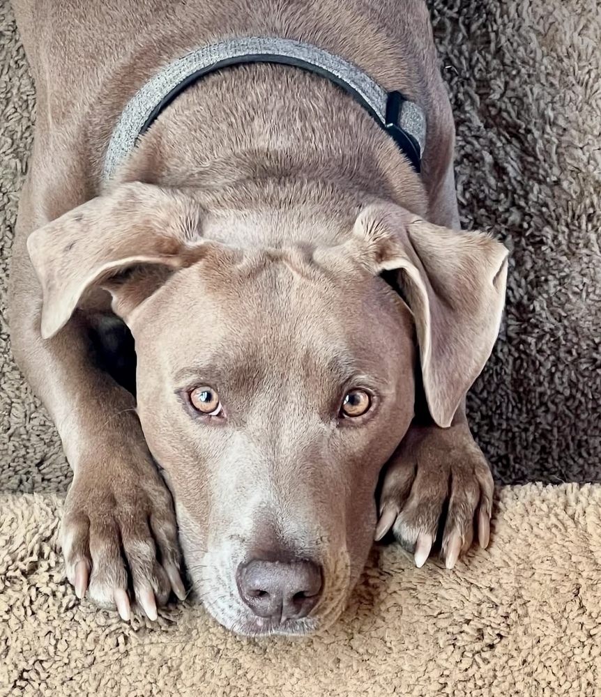Dodge, an adoptable Doberman Pinscher, American Staffordshire Terrier in Cle Elum, WA, 98922 | Photo Image 2