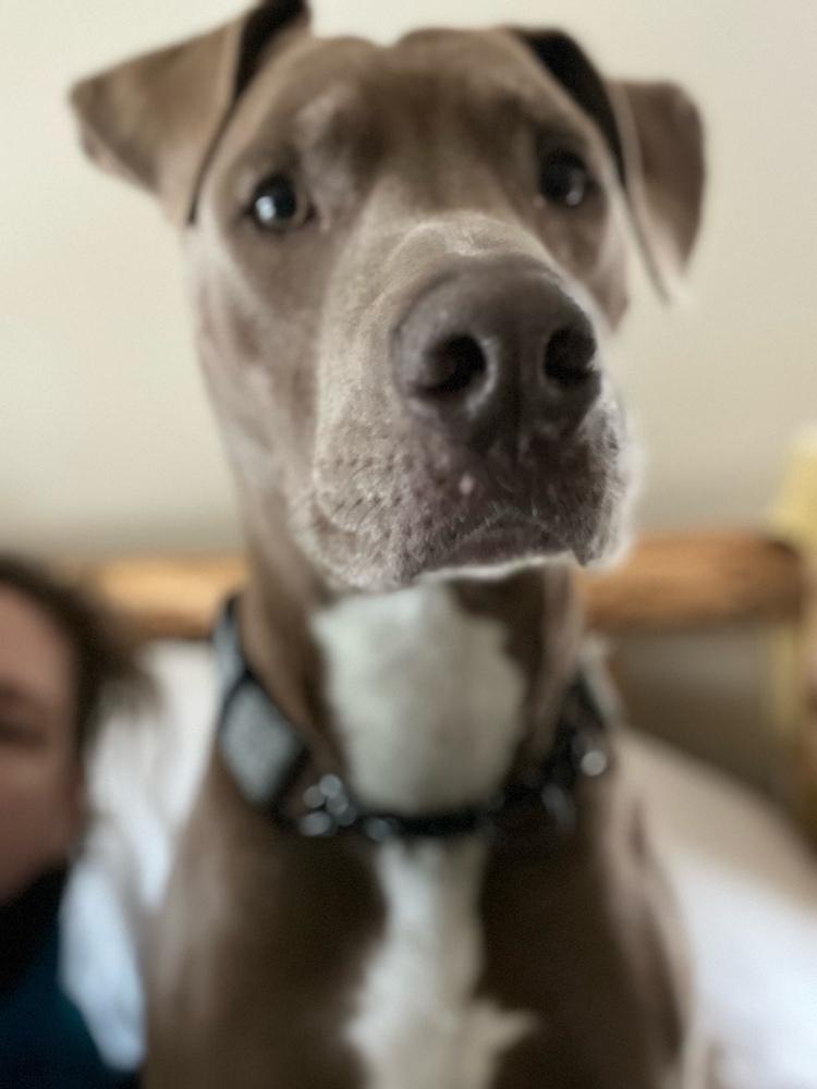 Dodge