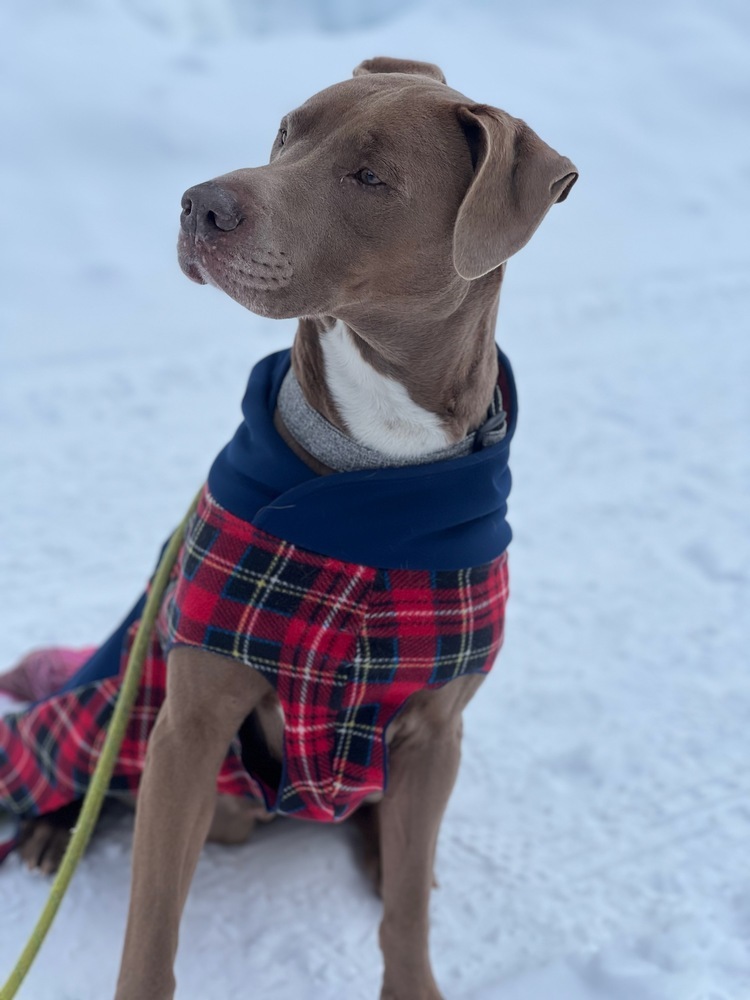 Dodge, an adoptable Doberman Pinscher, American Staffordshire Terrier in Cle Elum, WA, 98922 | Photo Image 6
