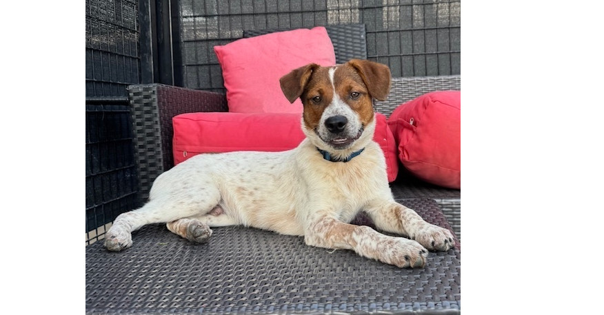 Musketeers: Athos, an adoptable Beagle, Spaniel in Dallas, TX, 75248 | Photo Image 1