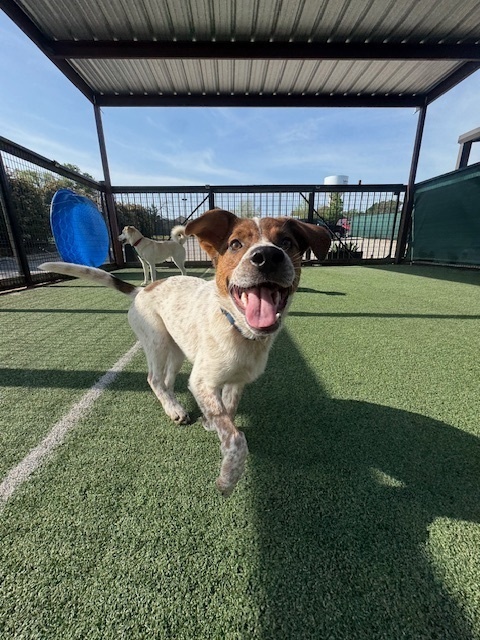 Musketeers: Athos, an adoptable Beagle, Spaniel in Dallas, TX, 75248 | Photo Image 2