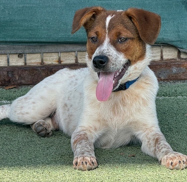 Musketeers: Athos, an adoptable Beagle, Spaniel in Dallas, TX, 75248 | Photo Image 3