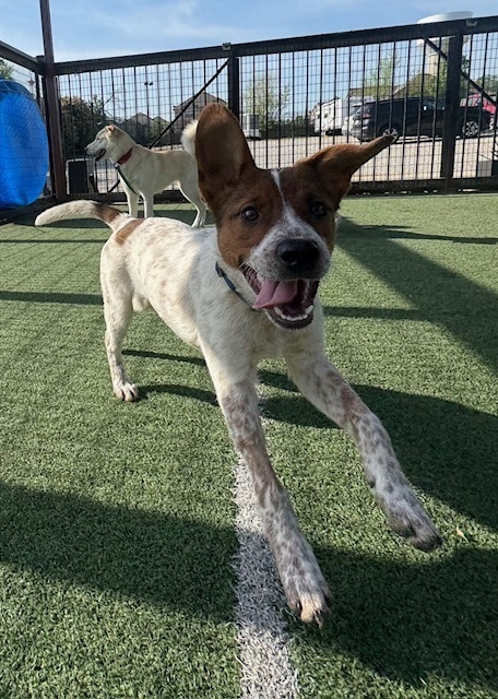 Musketeers: Athos, an adoptable Beagle, Spaniel in Dallas, TX, 75248 | Photo Image 4