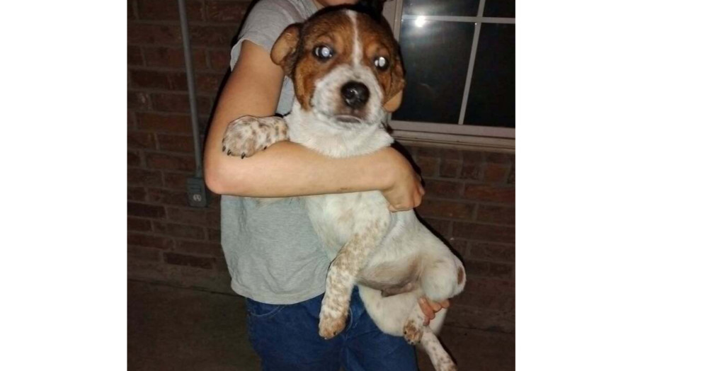 Musketeers: Athos, an adoptable Beagle, Spaniel in Dallas, TX, 75248 | Photo Image 5