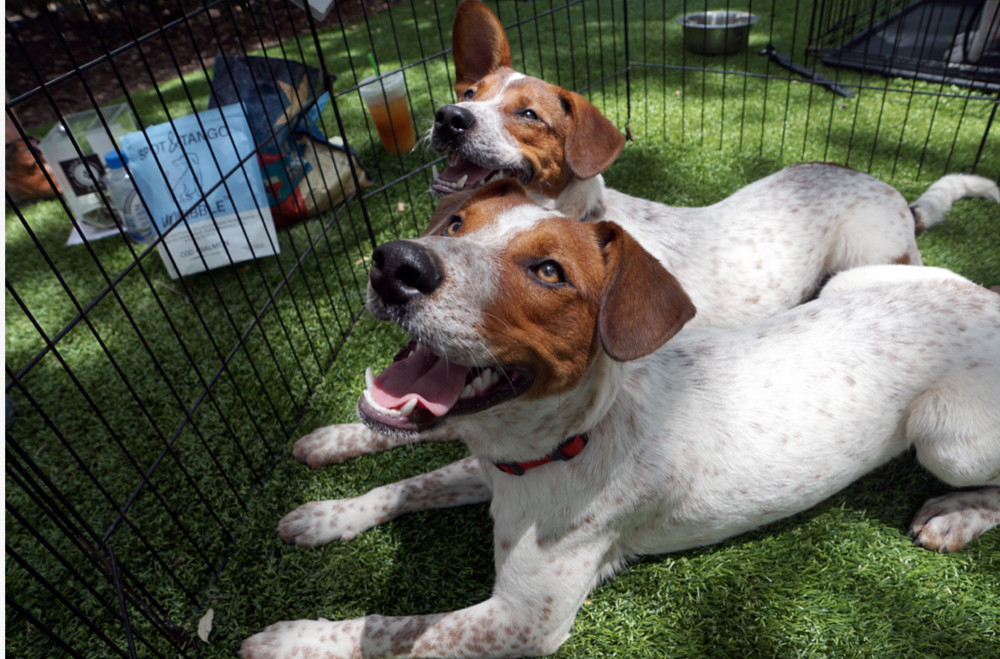 Musketeers: Athos, an adoptable Beagle, Spaniel in Dallas, TX, 75248 | Photo Image 5