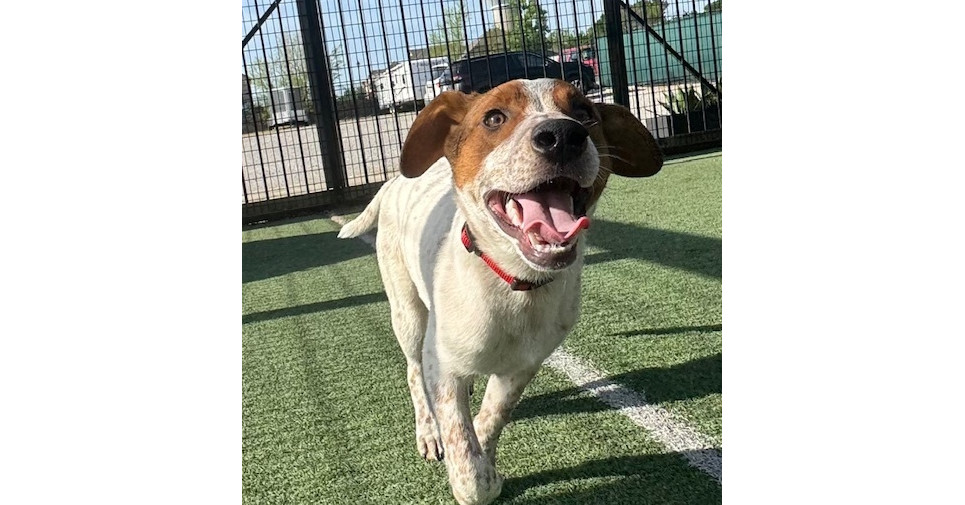 Musketeers: Porthos, an adoptable Beagle, Spaniel in Dallas, TX, 75248 | Photo Image 1