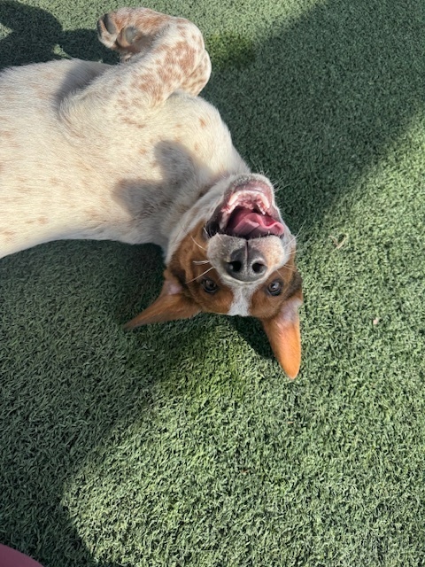 Musketeers: Porthos, an adoptable Beagle, Spaniel in Dallas, TX, 75248 | Photo Image 2