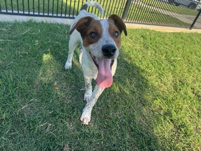 Musketeers: Porthos, an adoptable Beagle, Spaniel in Dallas, TX, 75248 | Photo Image 3