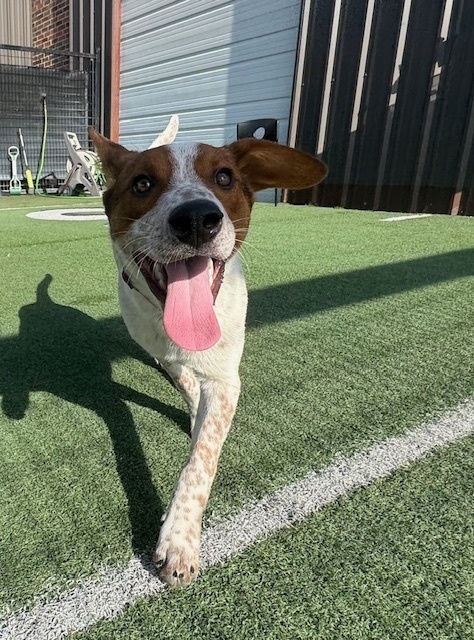 Musketeers: Porthos, an adoptable Beagle, Spaniel in Dallas, TX, 75248 | Photo Image 4