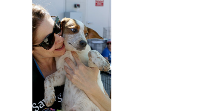 Musketeers: Porthos, an adoptable Beagle, Spaniel in Dallas, TX, 75248 | Photo Image 5