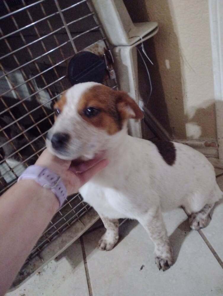 Musketeers: Porthos, an adoptable Beagle, Spaniel in Dallas, TX, 75248 | Photo Image 6