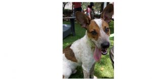 Musketeers: Aramis &#34;Jasper&#34;, Baby Male Australian Cattle Dog / Blue Heeler