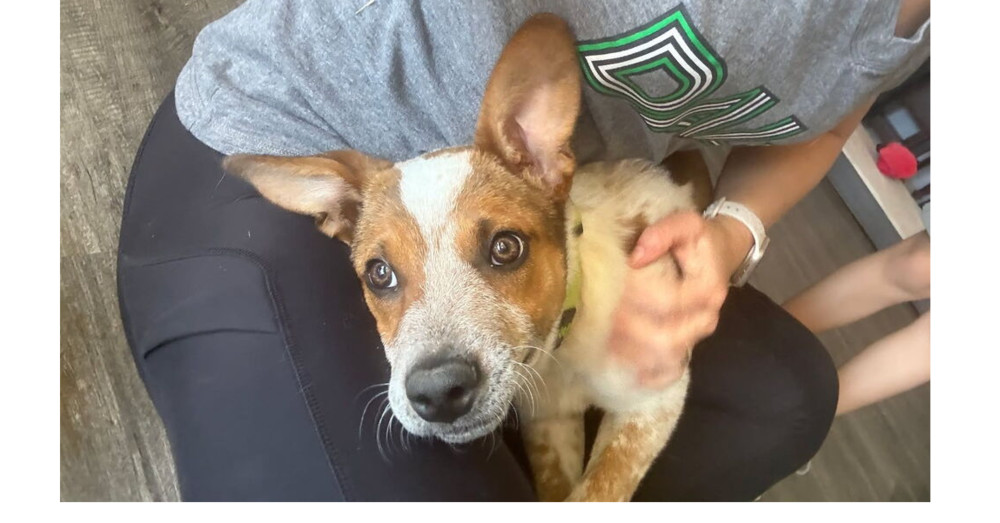 Musketeers: Aramis "Jasper", an adoptable Beagle, Spaniel in Dallas, TX, 75248 | Photo Image 2