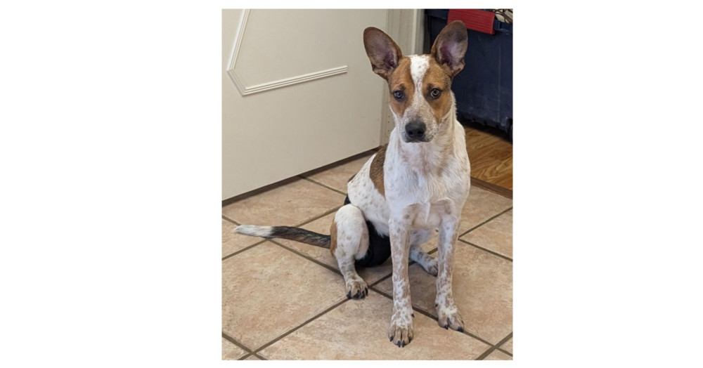 Musketeers: Aramis "Jasper", an adoptable Australian Cattle Dog / Blue Heeler, Spaniel in Dallas, TX, 75248 | Photo Image 3