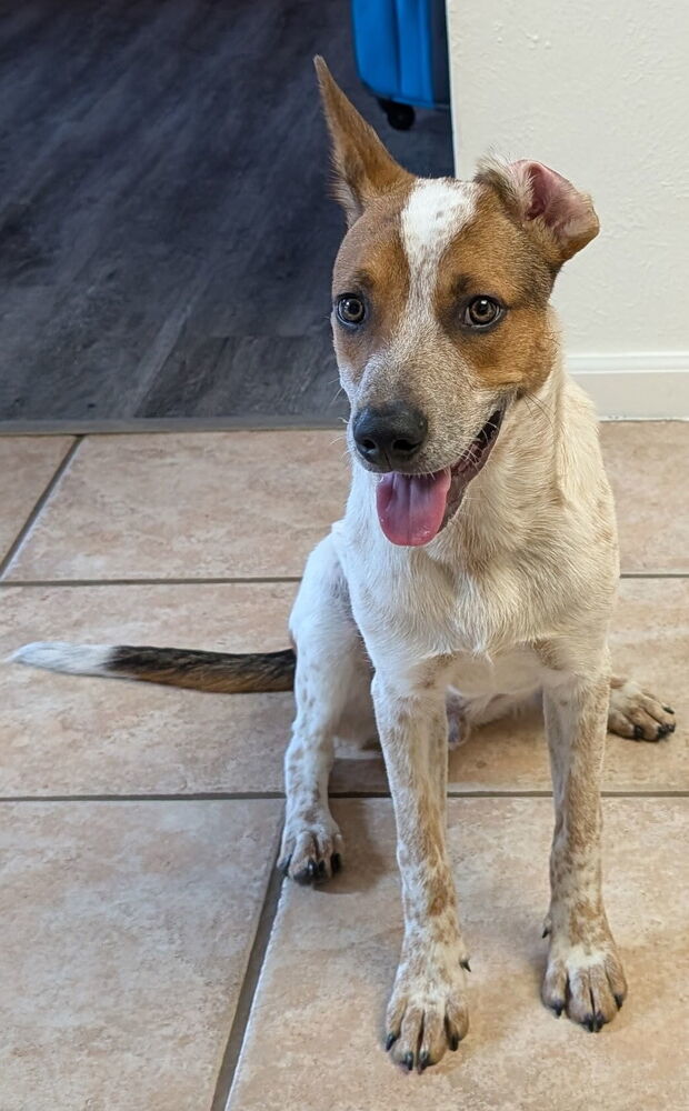 Musketeers: Aramis "Jasper", an adoptable Beagle, Spaniel in Dallas, TX, 75248 | Photo Image 4