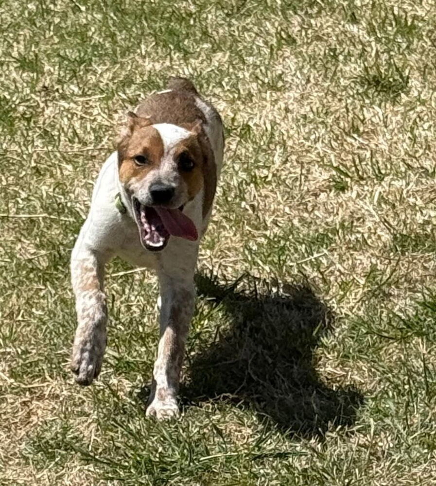 Musketeers: Aramis "Jasper", an adoptable Beagle, Spaniel in Dallas, TX, 75248 | Photo Image 5