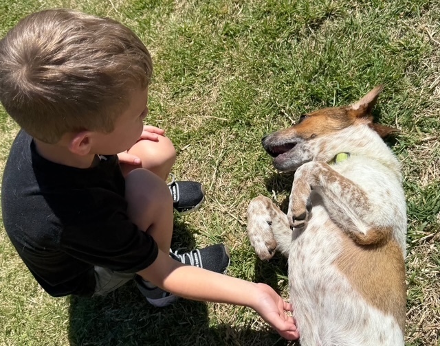 Musketeers: Aramis "Jasper", an adoptable Beagle, Spaniel in Dallas, TX, 75248 | Photo Image 5
