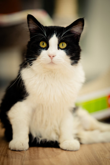 Colonel Peabody