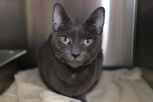 Gallium, Adult Female Domestic Short Hair