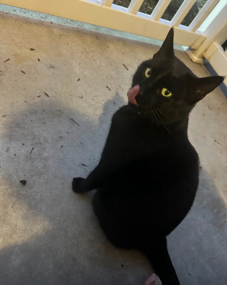 Sabra, an adoptable Domestic Short Hair in Plumerville, AR, 72127 | Photo Image 3