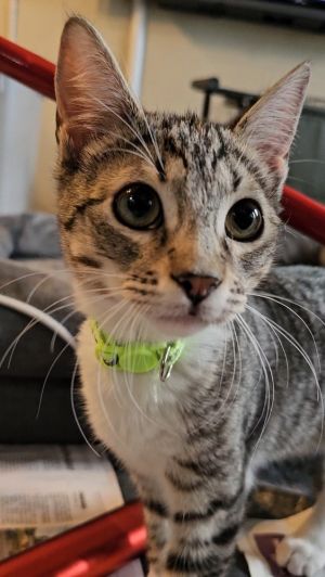 Alvin (chipmunk) Domestic Short Hair Cat