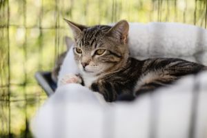 Simon (chipmunk) Domestic Short Hair Cat