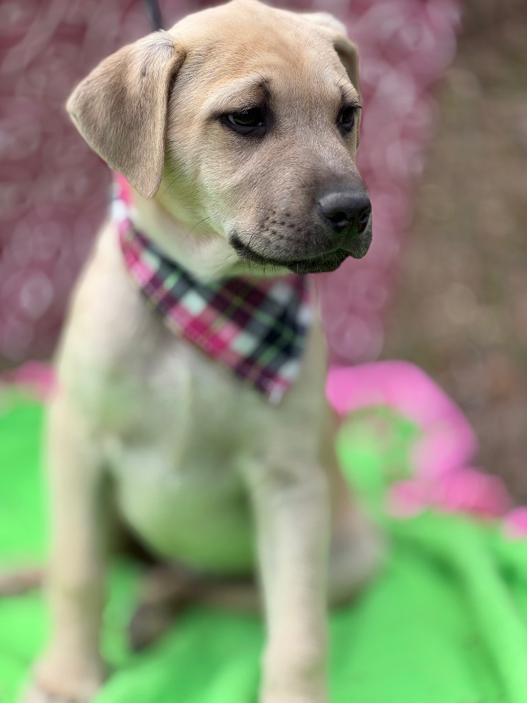 Piper