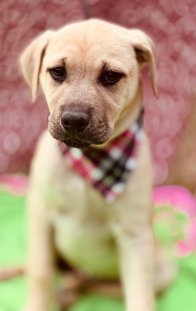 Piper