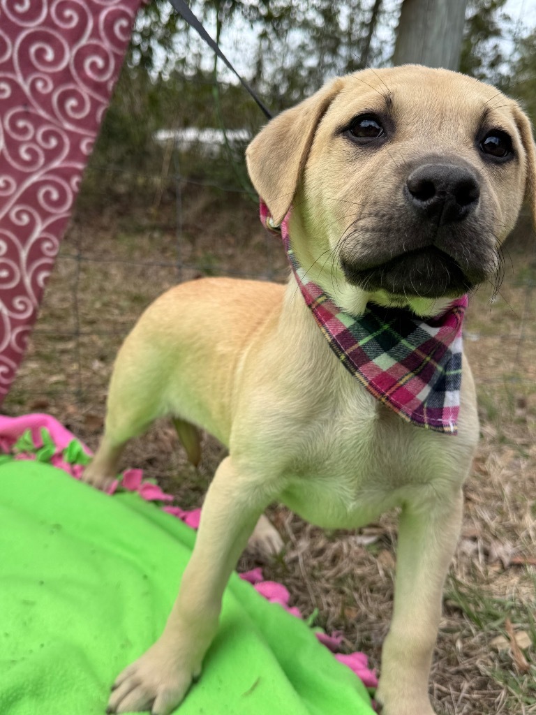 Piper
