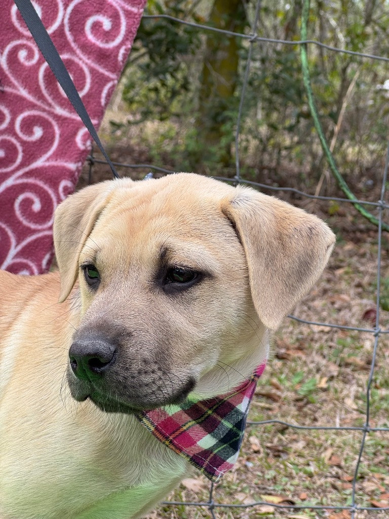 Piper