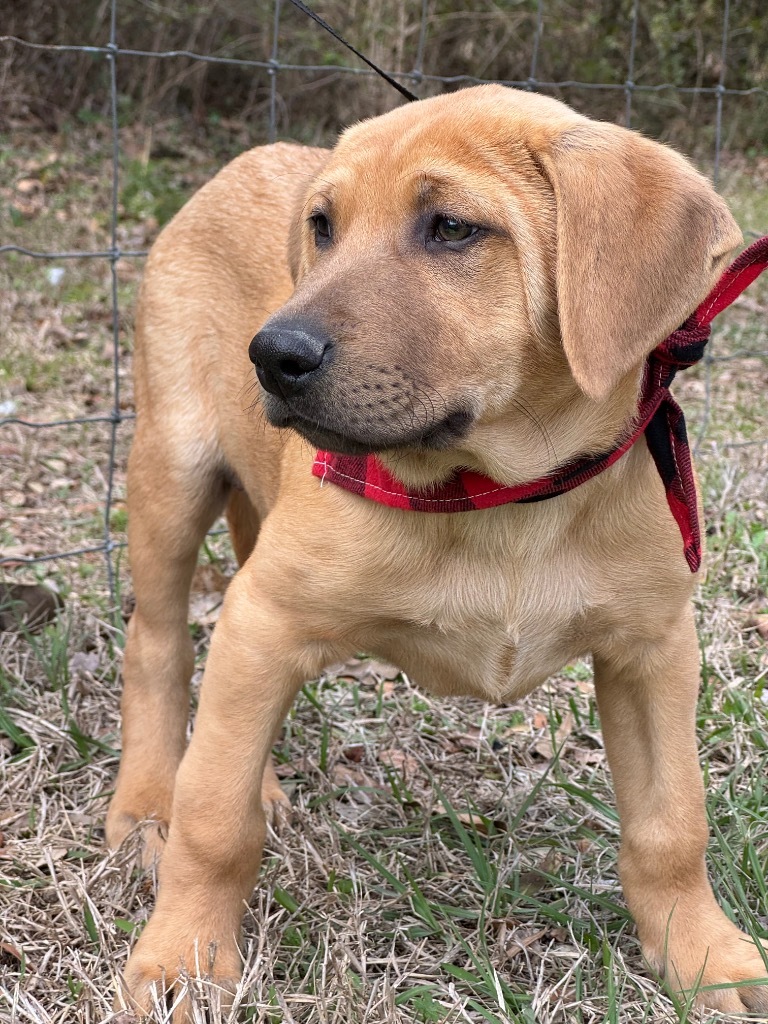 Pedro