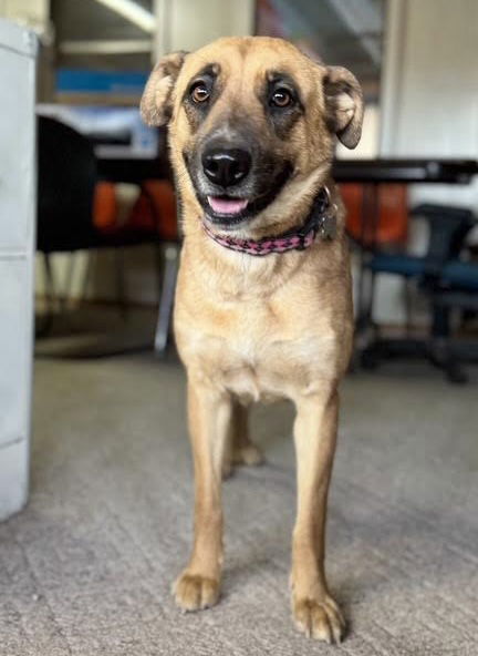 Dixie, an adoptable Shepherd, Australian Cattle Dog / Blue Heeler in Williamsburg, NM, 87942 | Photo Image 2
