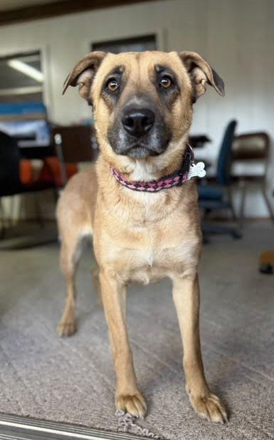Dixie, an adoptable Shepherd, Australian Cattle Dog / Blue Heeler in Williamsburg, NM, 87942 | Photo Image 4