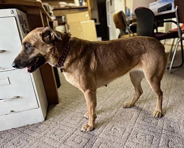 Dixie, an adoptable Shepherd, Australian Cattle Dog / Blue Heeler in Williamsburg, NM, 87942 | Photo Image 6