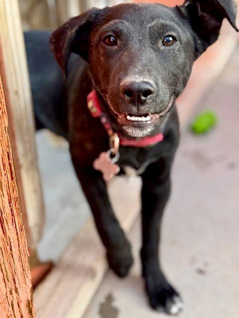 Levi, an adoptable Labrador Retriever in Williamsburg, NM, 87942 | Photo Image 2