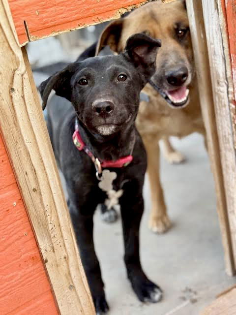 Levi, an adoptable Labrador Retriever in Williamsburg, NM, 87942 | Photo Image 4