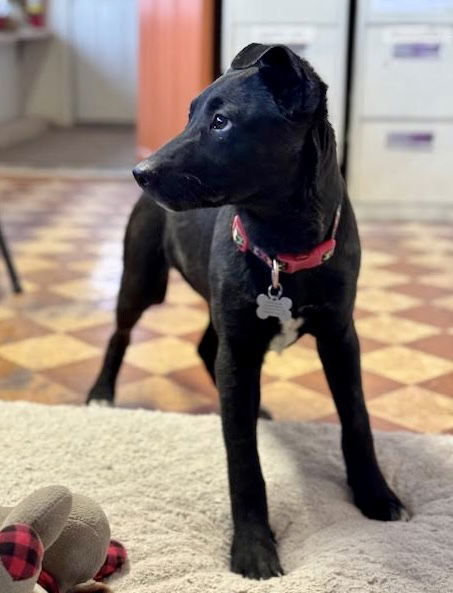Levi, an adoptable Labrador Retriever in Williamsburg, NM, 87942 | Photo Image 6