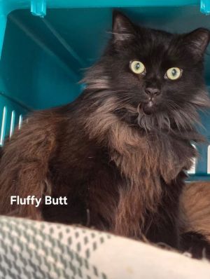 Fluffy Butts, Adult Female Domestic Long Hair