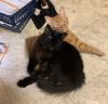 Fluffy Butts photo 3