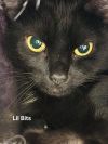 Lil Bits photo 1