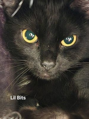 Lil Bits, Adult Female Domestic Short Hair