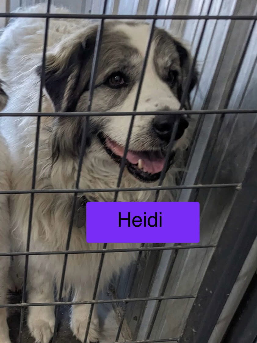 HEIDI