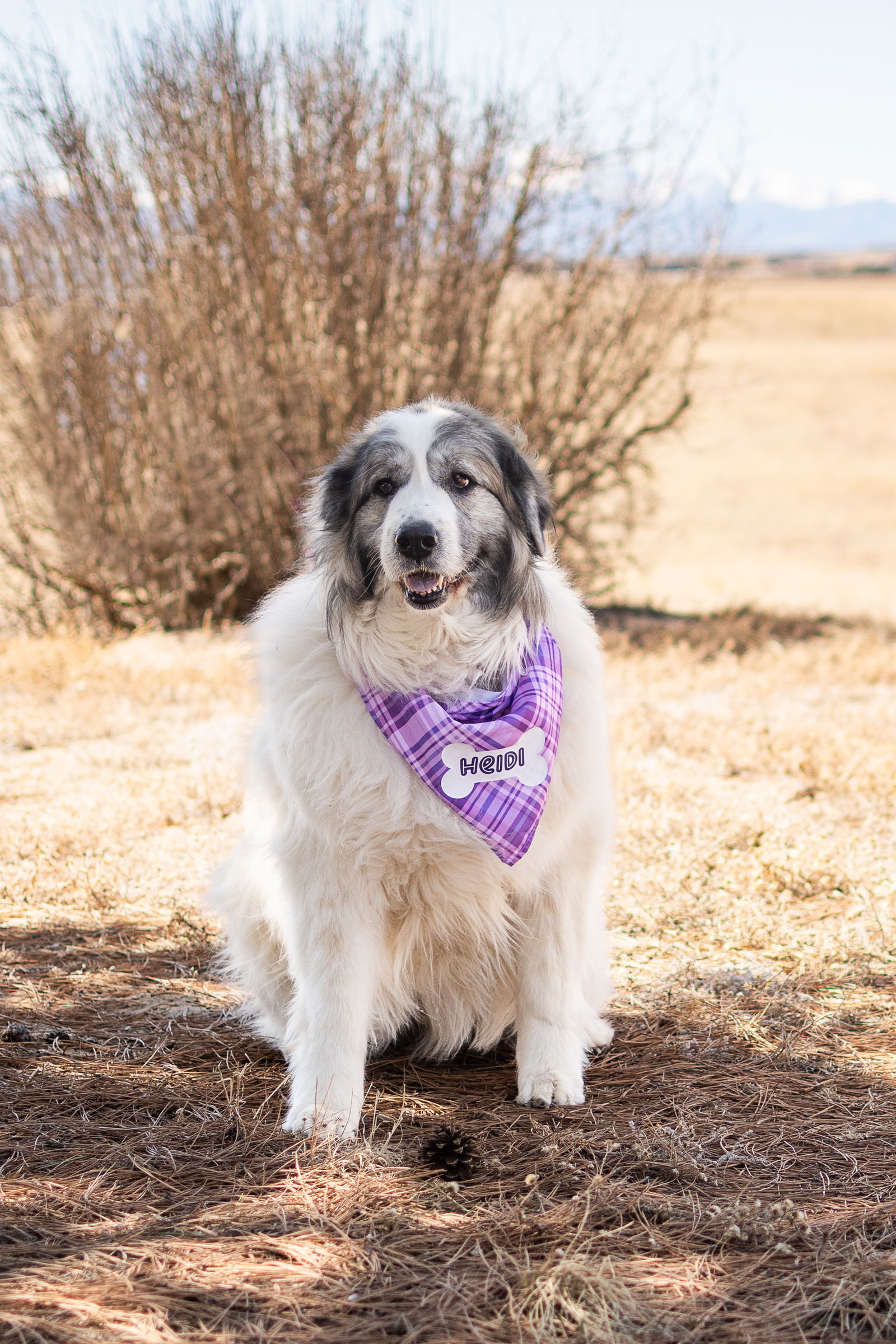 HEIDI (One of a bonded pair)
