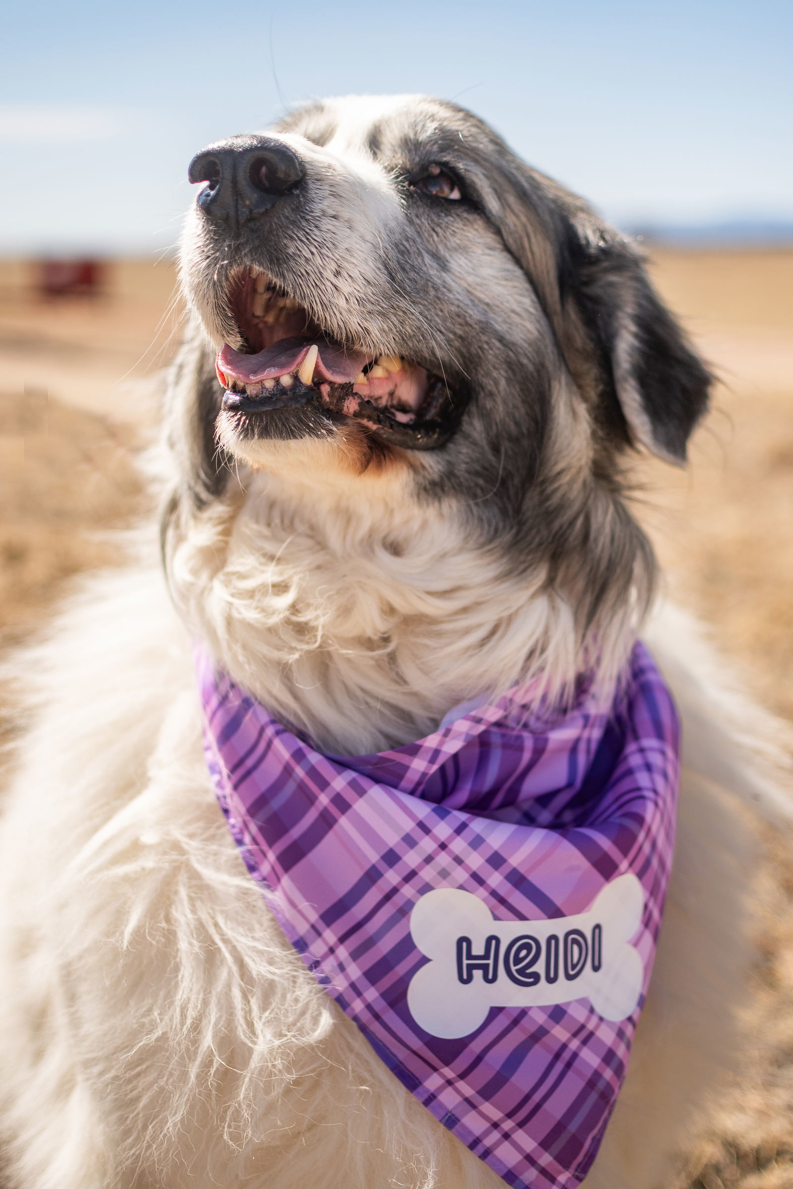HEIDI (One of a bonded pair)